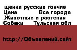 щенки русские гончие › Цена ­ 4 000 - Все города Животные и растения » Собаки   . Тульская обл.